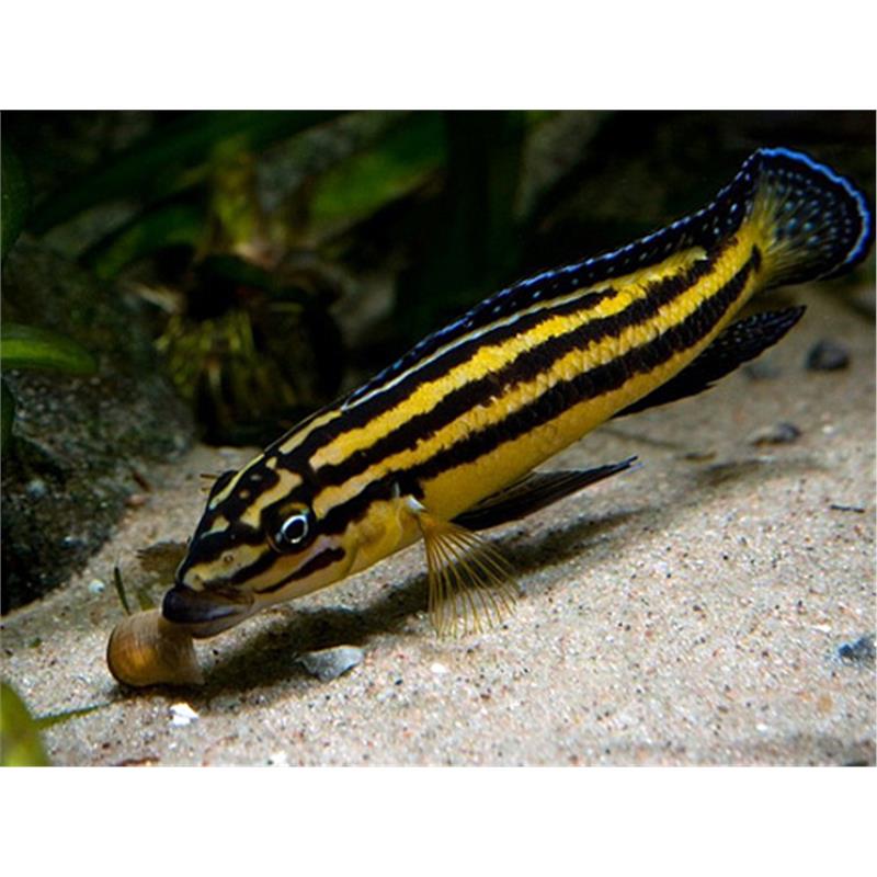 Julidochromis regani kipili - imagine 5